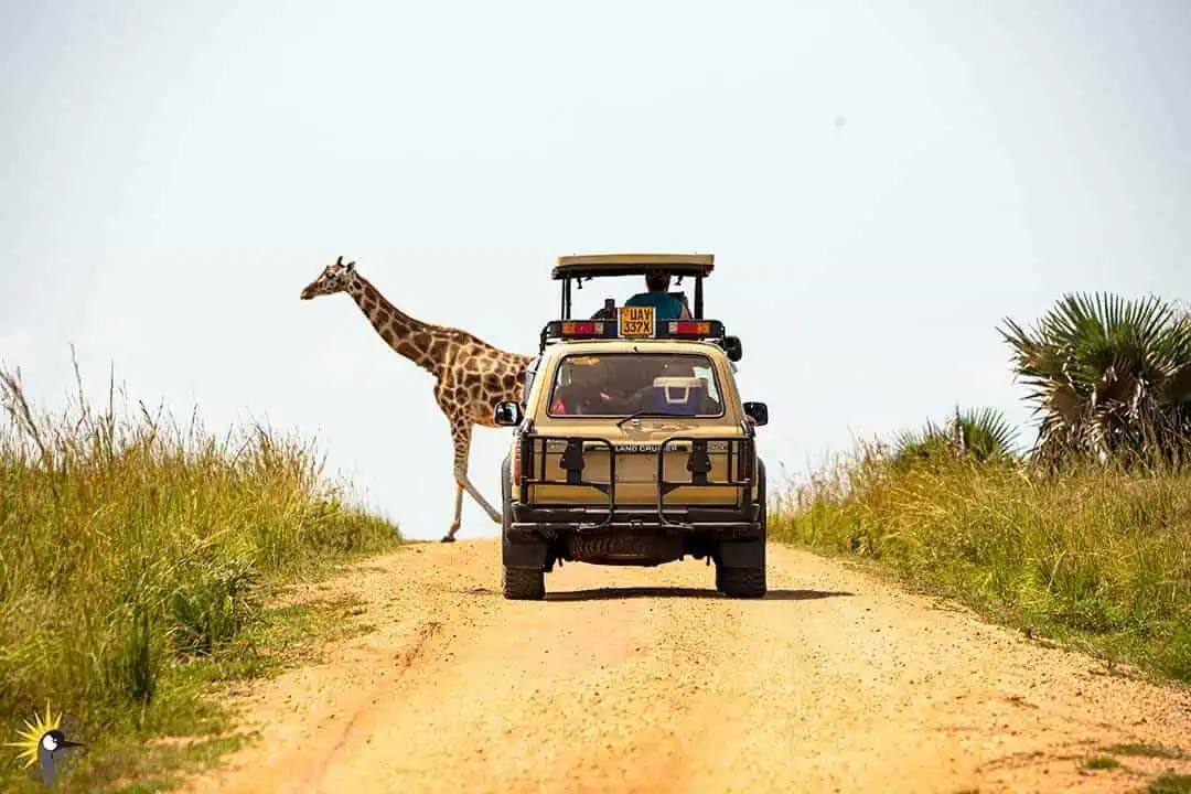 game drive in murchison